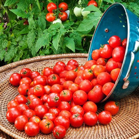 Bonnie tomato plants - Famous old canning tomato, also makes a meaty slicer. Medium-sized fruit are round, red, meaty and loaded with flavor. A good producer that makes a fine slicer too. Becoming …